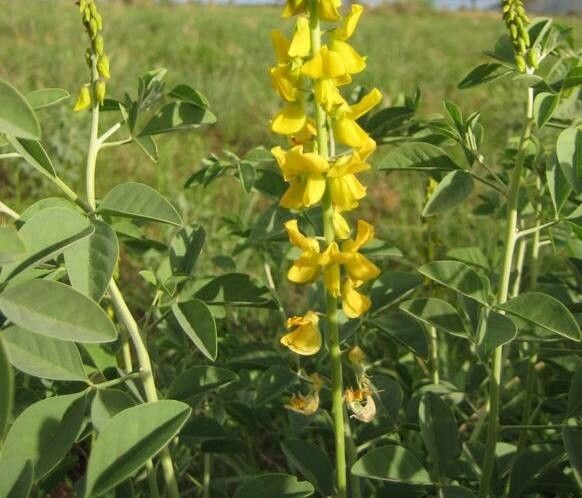 Rhynchosia totta — houseplant care guide