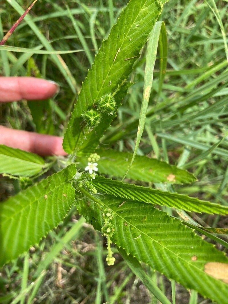 Caperonia palustris flower