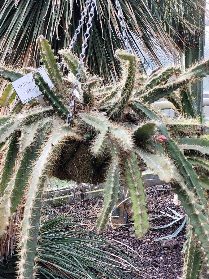 Disocactus speciosus leaf