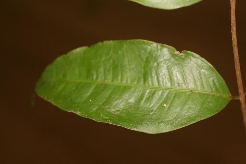 Eugenia gongylocarpa leaf