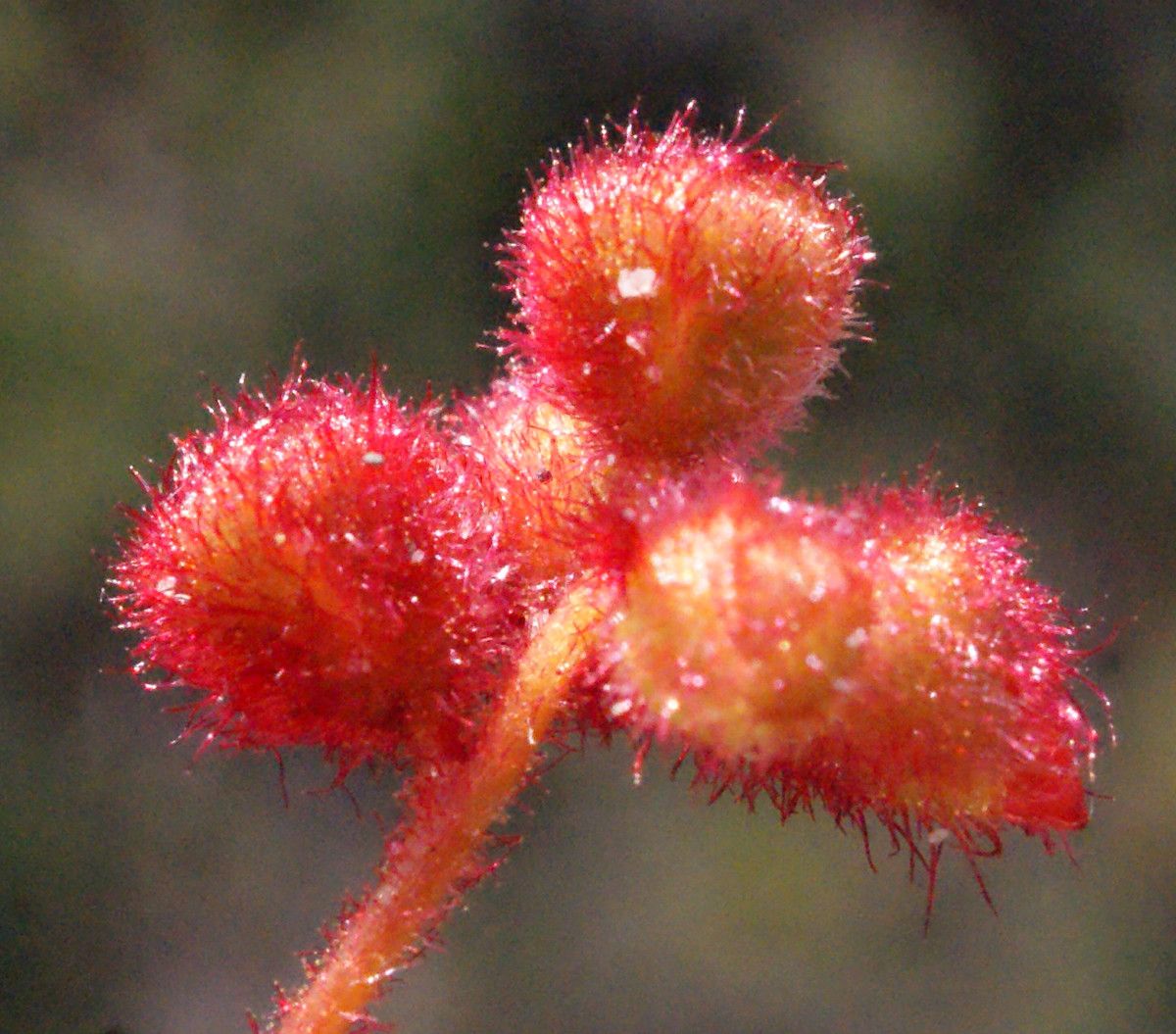 Drosera barbigera flower