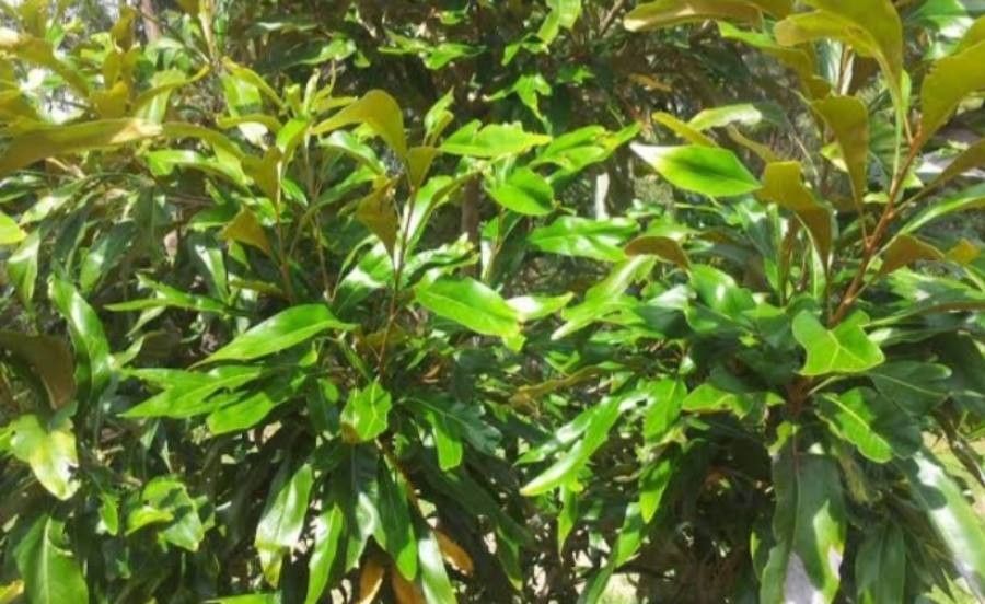 Athertonia diversifolia — search result for 'Proteaceae'