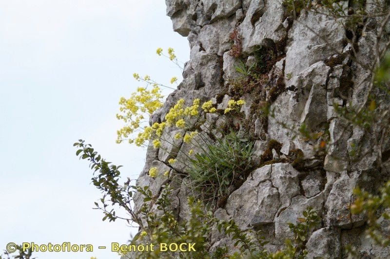 Biscutella divionensis other