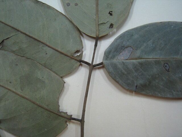 Swartzia benthamiana other