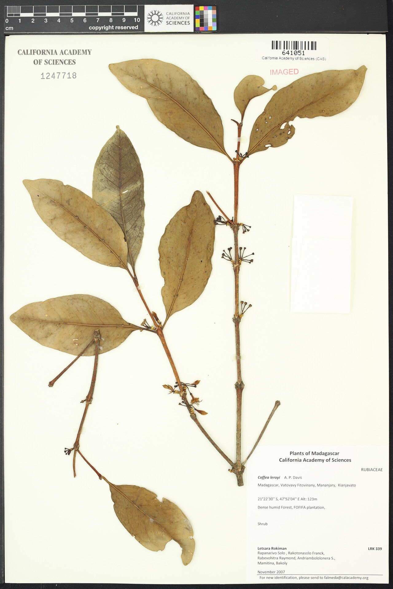 Coffea leroyi — houseplant care guide