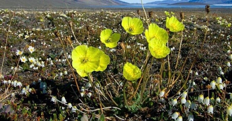 Papaver lapponicum — search result for 'Papaver'