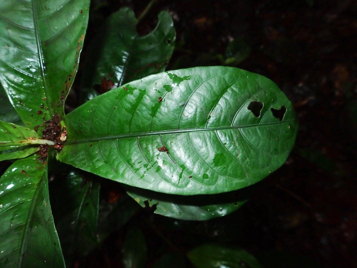 Psychotria rosulata — houseplant care guide