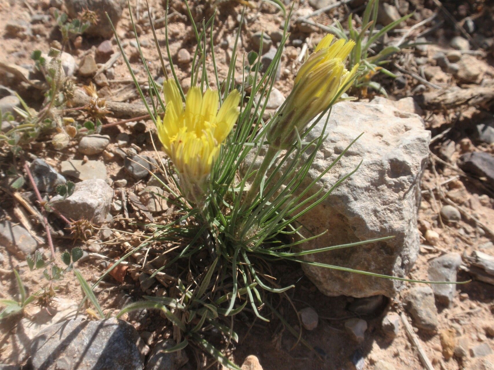 Scorzonera angustifolia habit