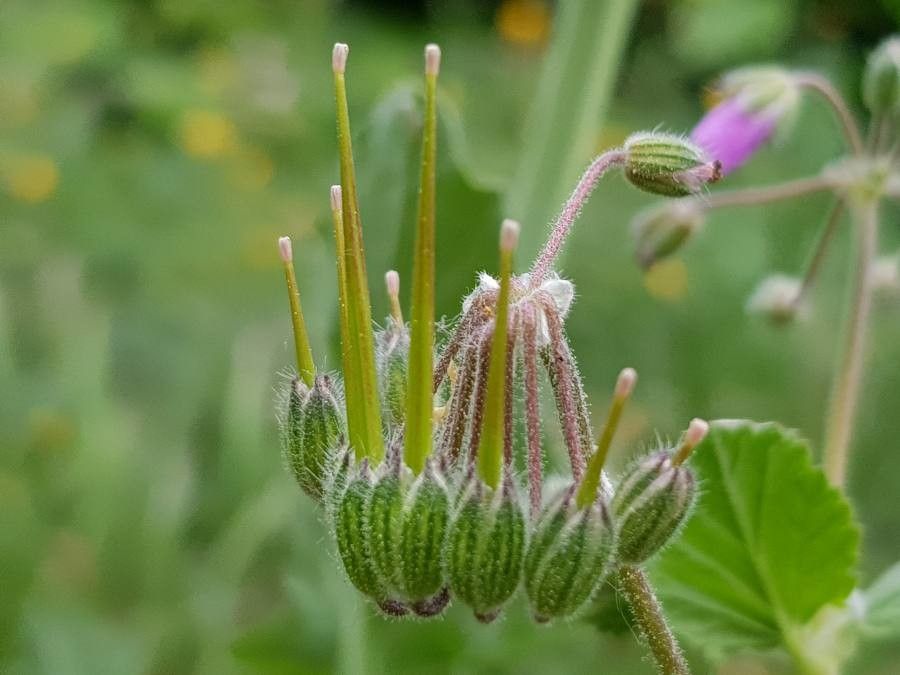 Erodium malacoides fruit
