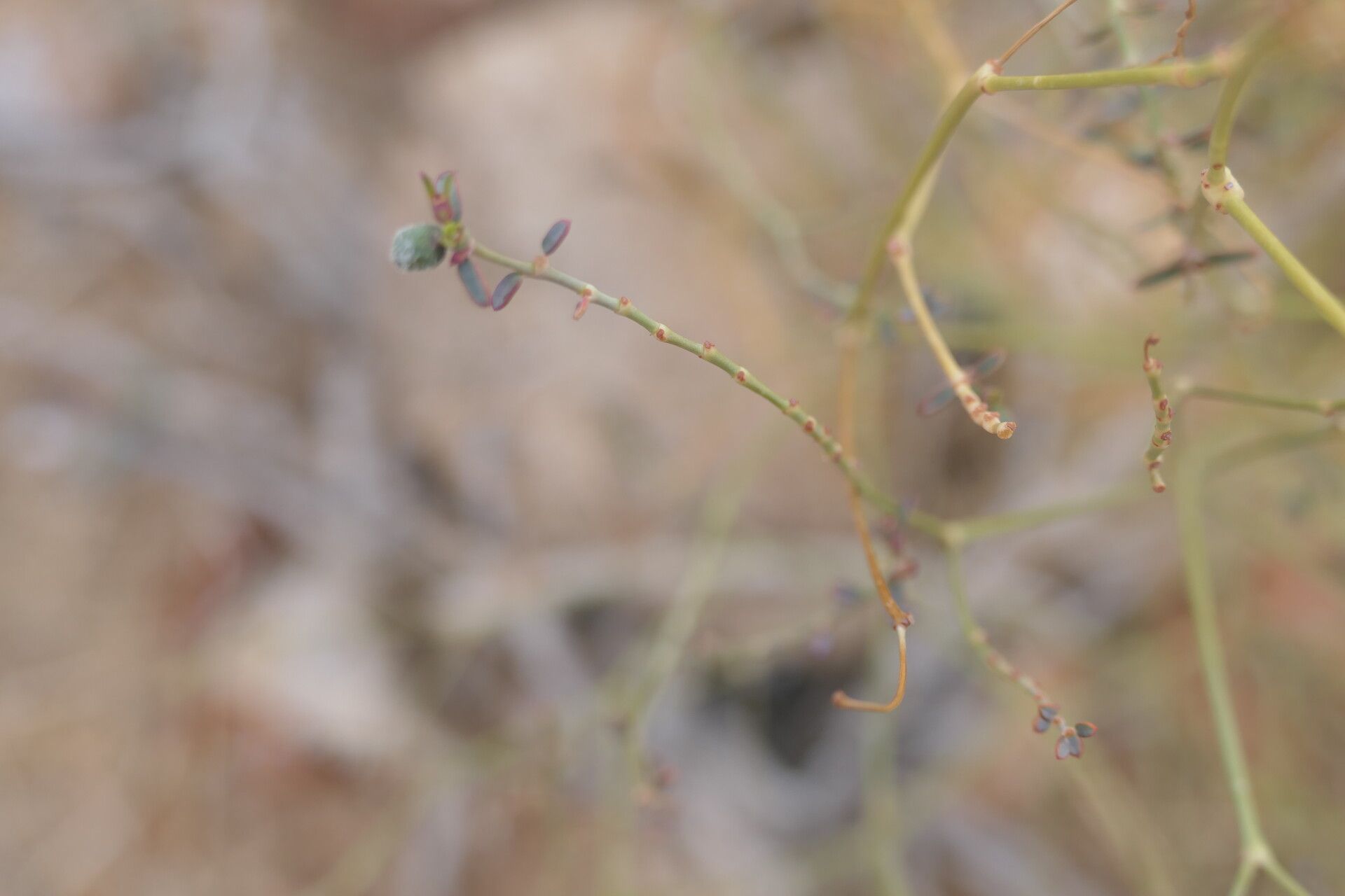 Euphorbia glanduligera leaf