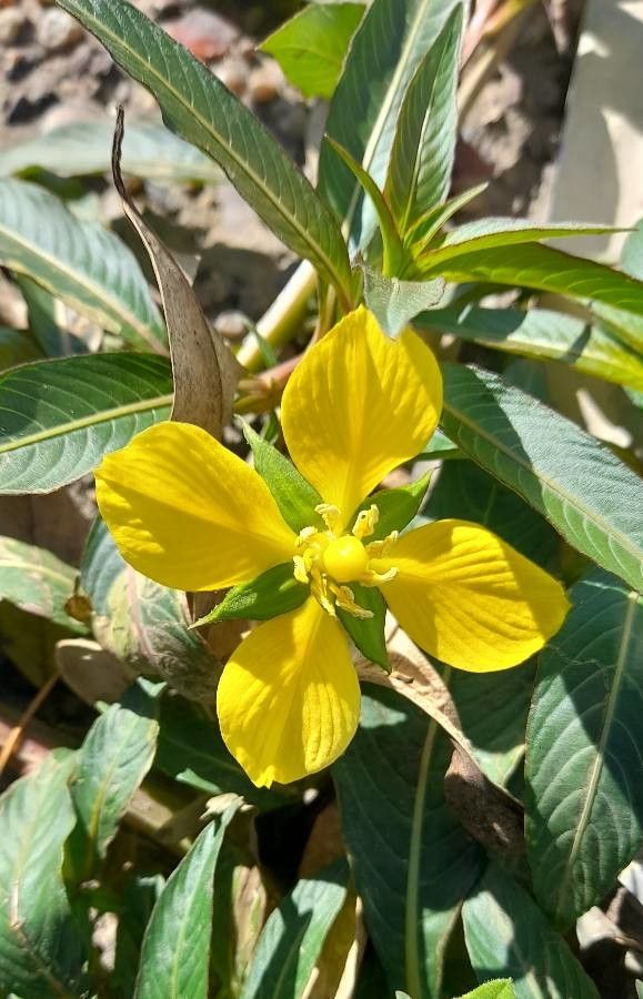 Ludwigia elegans flower
