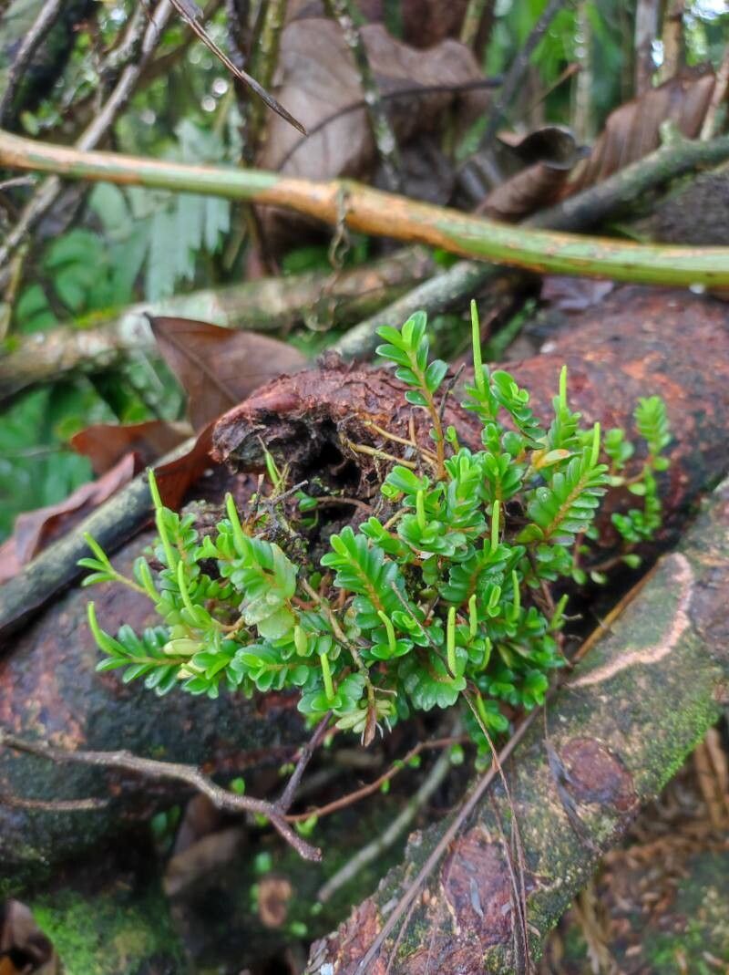 Peperomia oerstedii — houseplant care guide