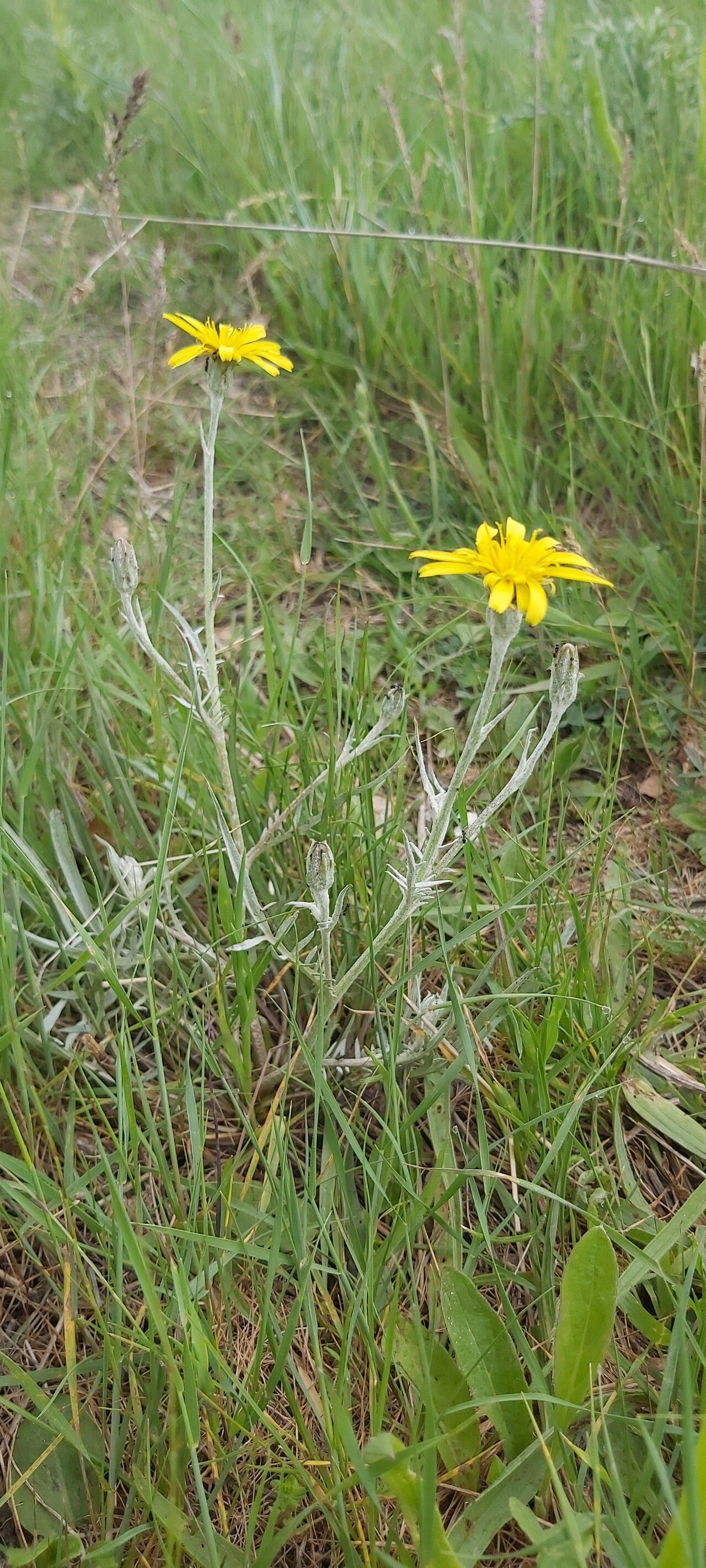 Scorzonera cana habit