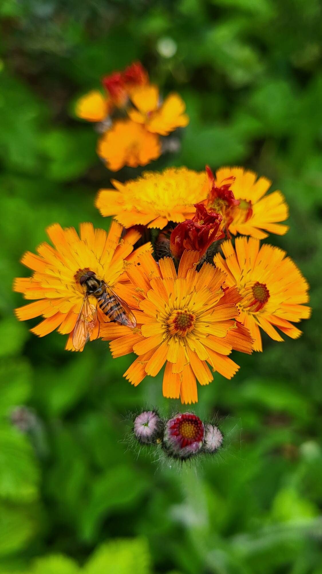 Pilosella guthnikiana flower