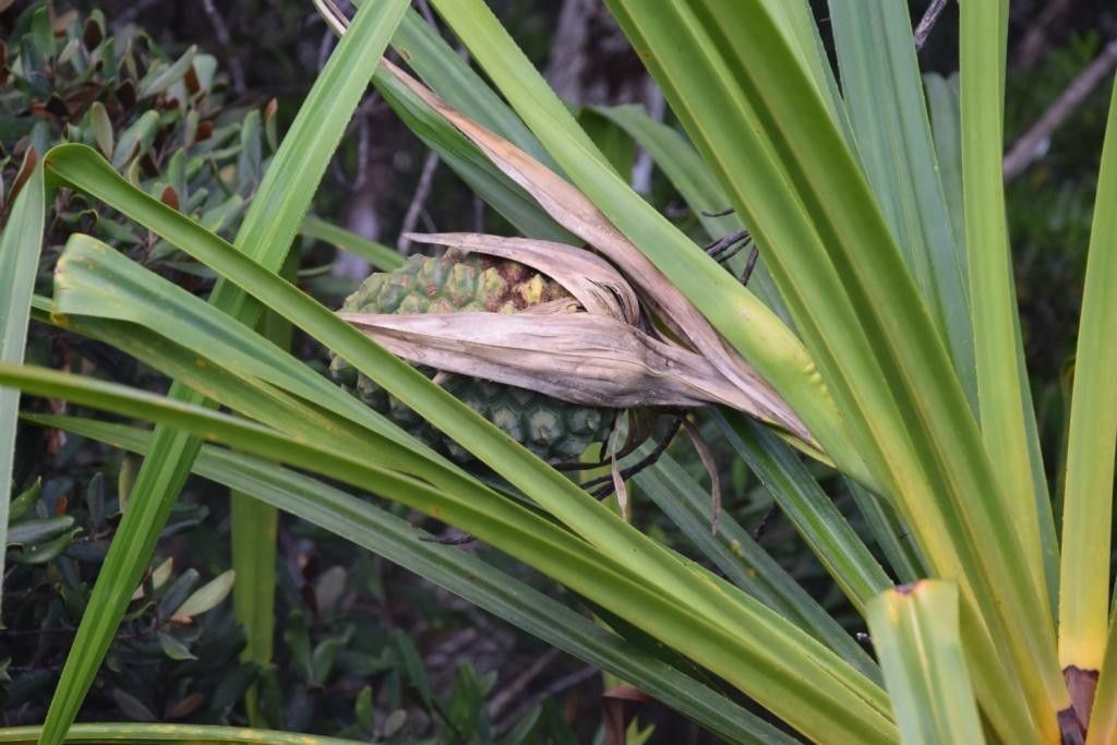 Pandanus belepensis — houseplant care guide