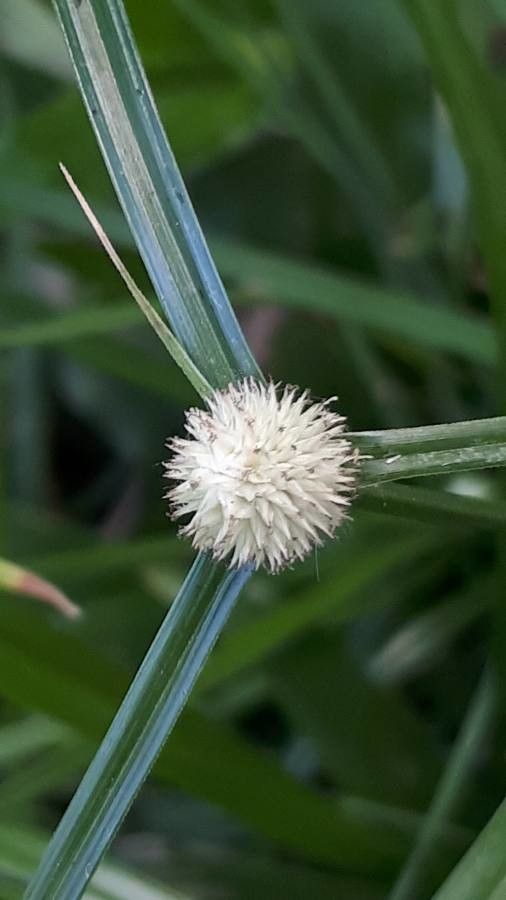 Cyperus brevifolius flower