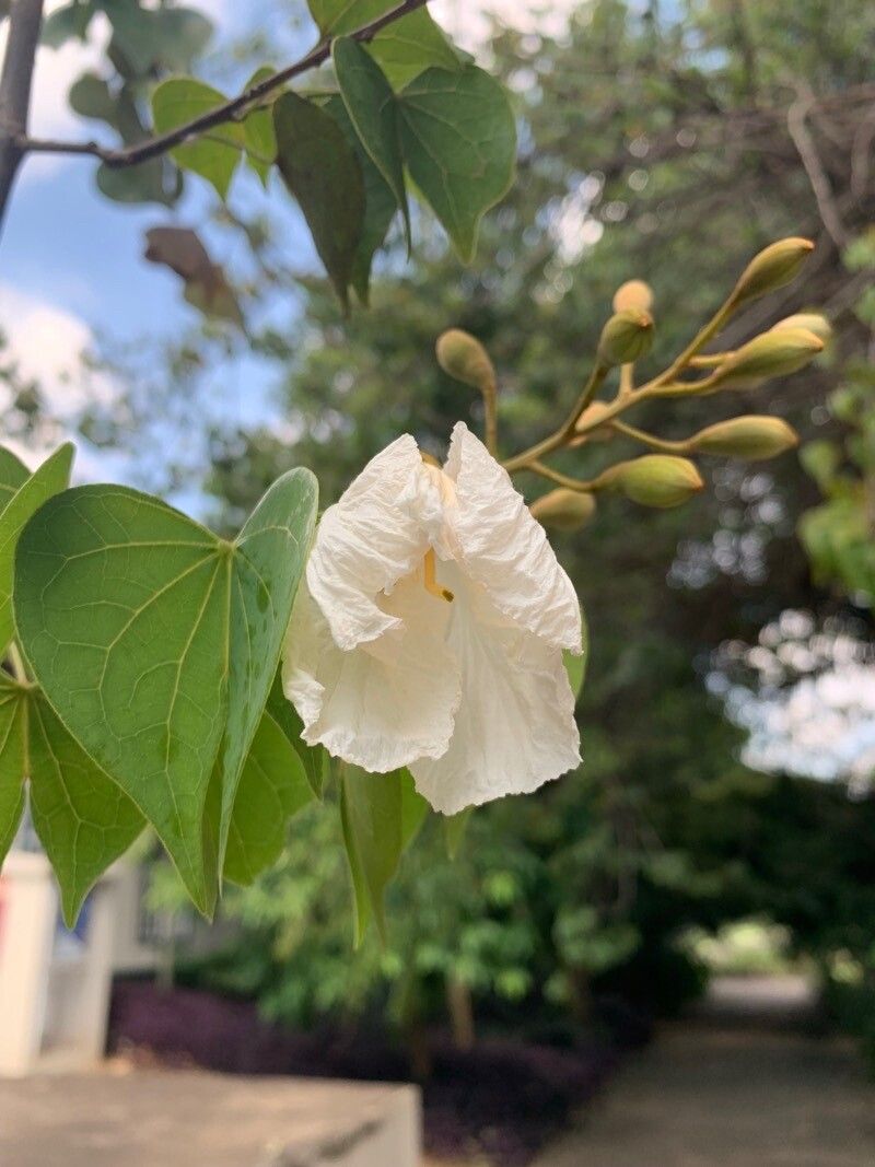 Bauhinia uruguayensis flower