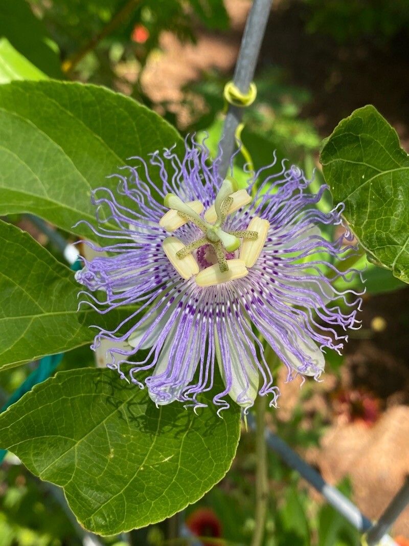 Passiflora incarnata flower