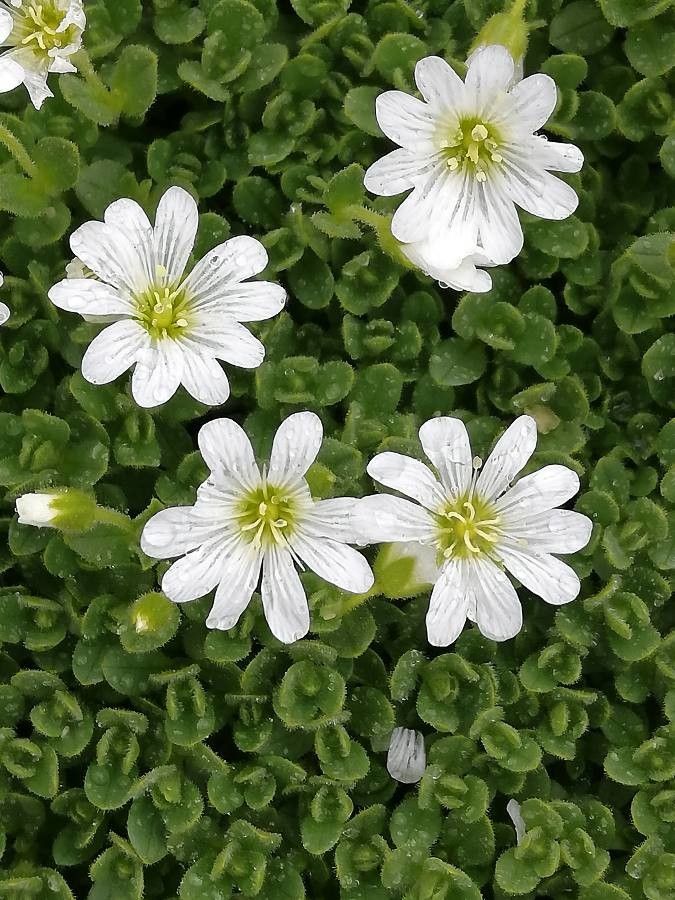 Cerastium uniflorum flower