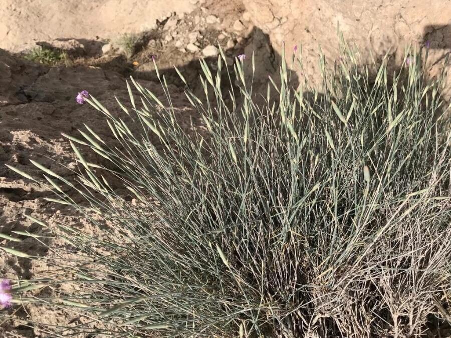 Dianthus macranthus habit