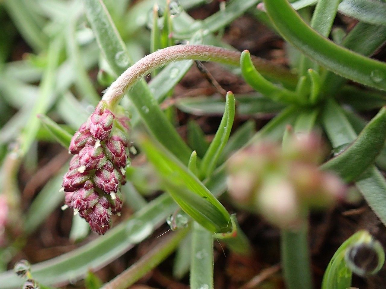 Plantago alpina fruit