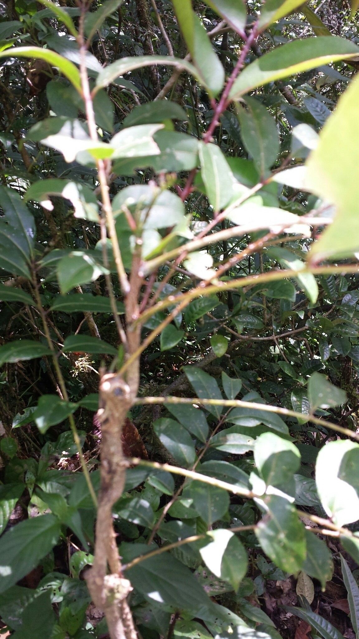 Zanthoxylum thouvenotii leaf