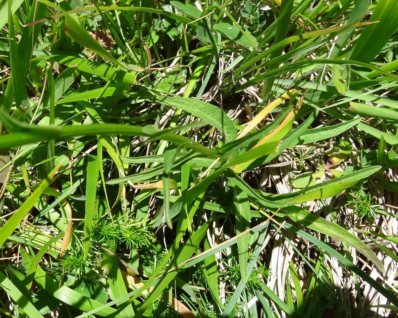 Phyteuma orbiculare — search result for 'Campanulaceae'