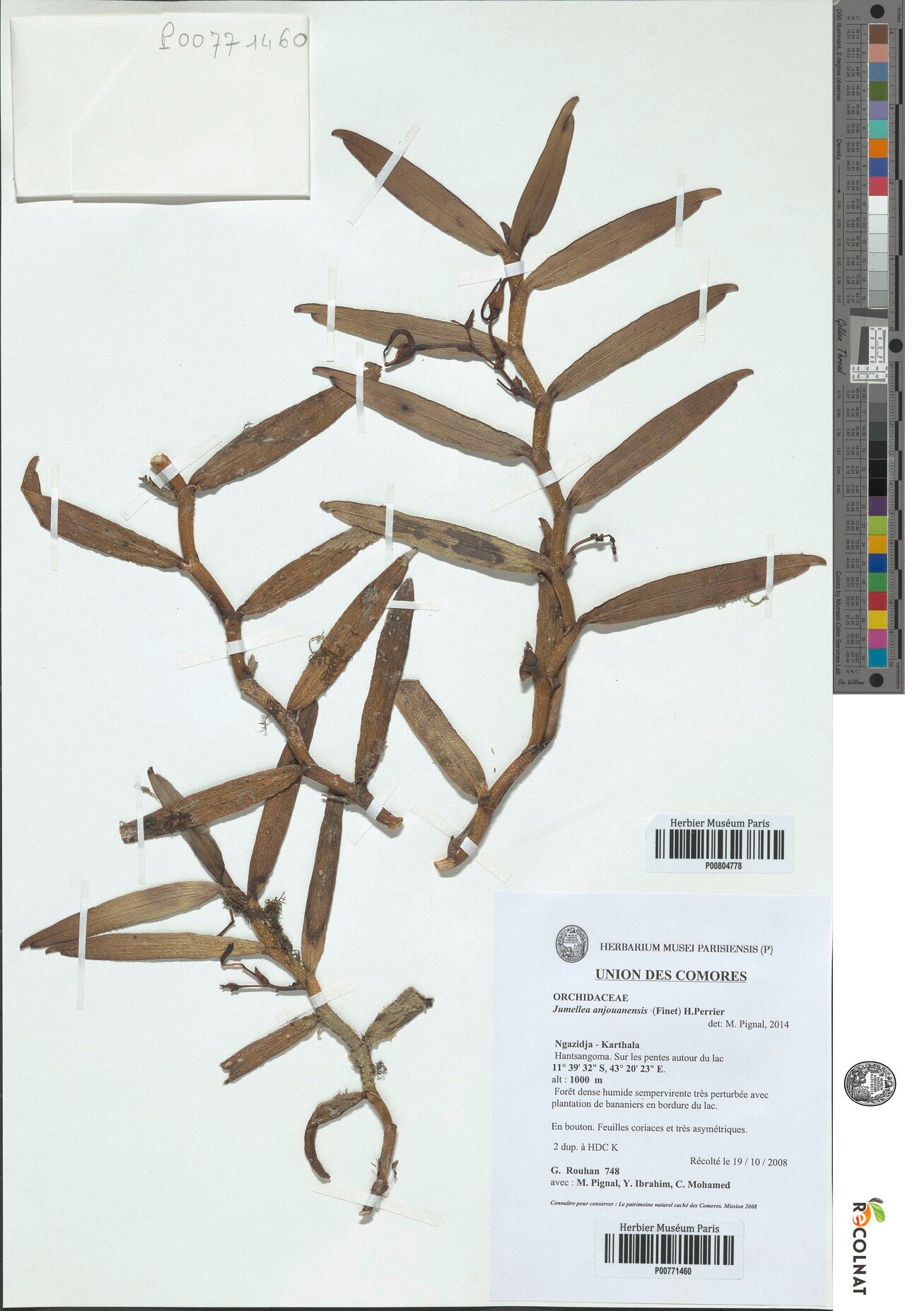 Jumellea anjouanensis — related species from the same genus