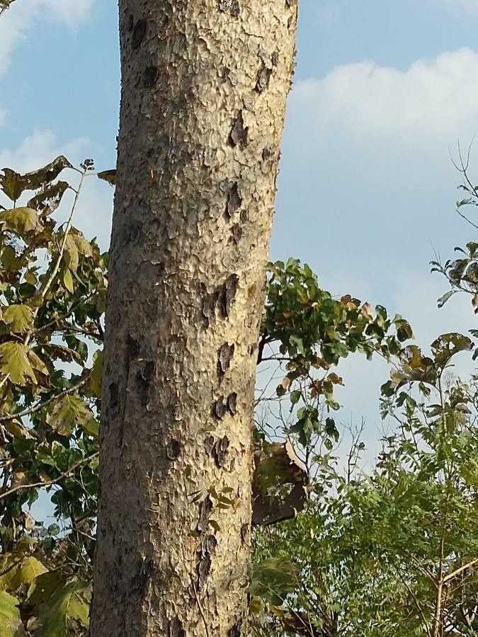 Boswellia serrata bark