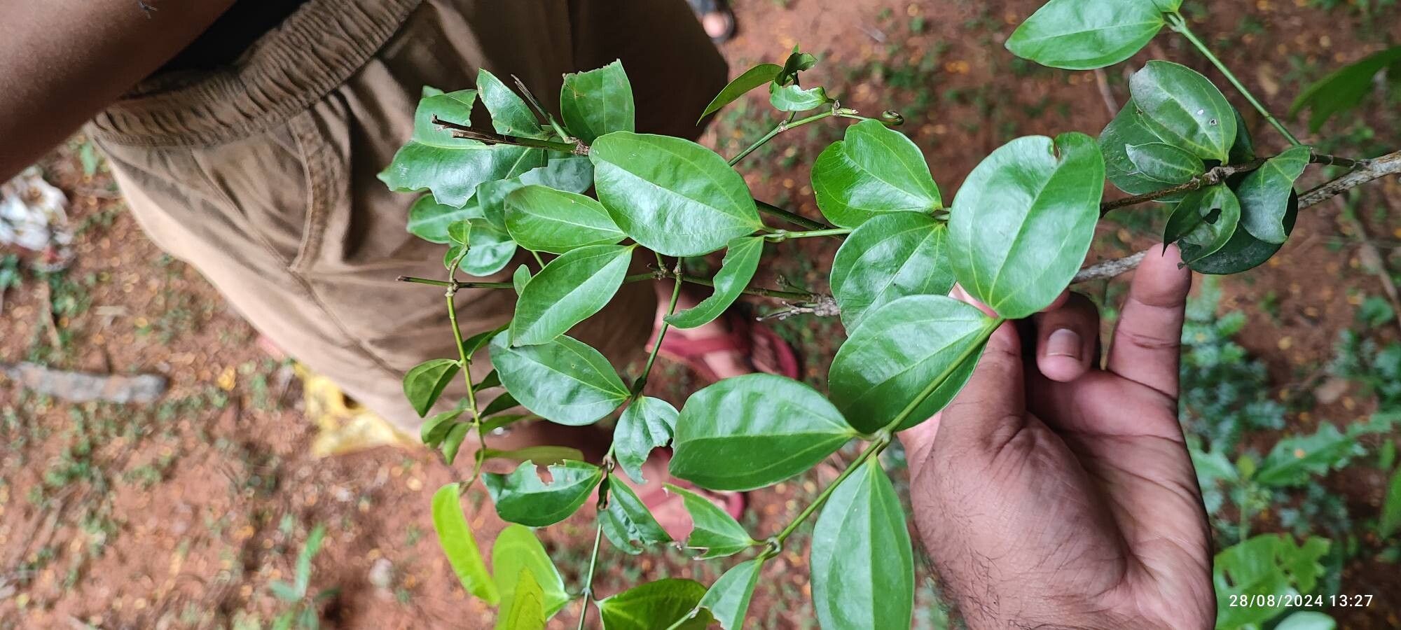 Strychnos minor leaf