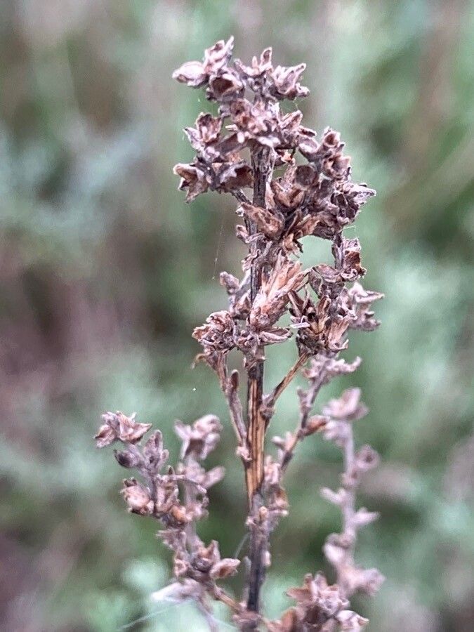 Artemisia maritima fruit