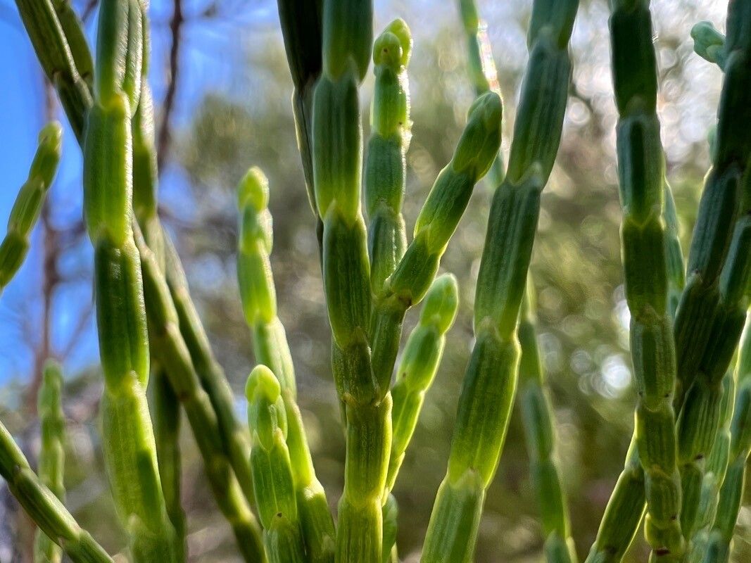Callitris sulcata leaf