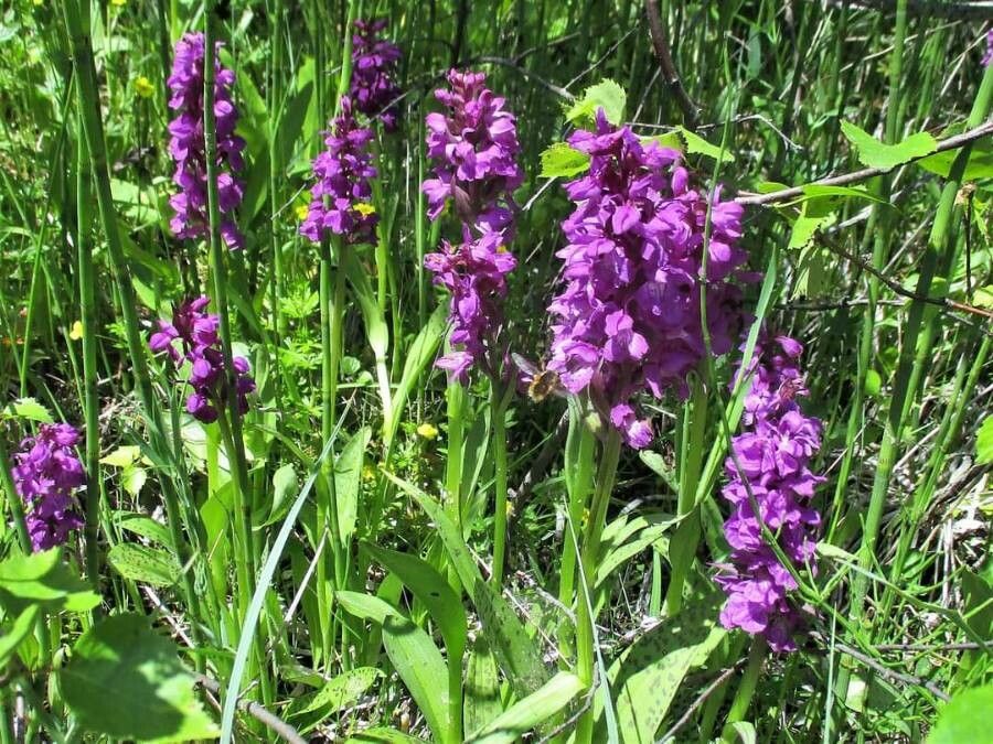 Dactylorhiza cordigera flower