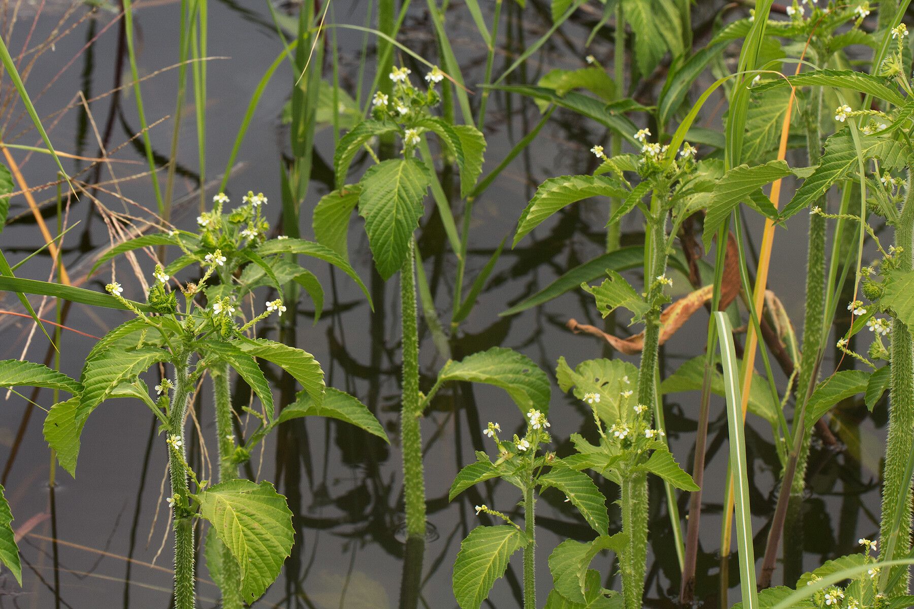 Caperonia fistulosa habit