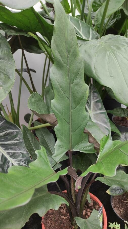 Alocasia lauterbachiana habit