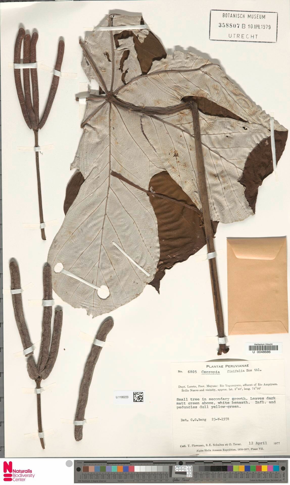 Cecropia ficifolia flower