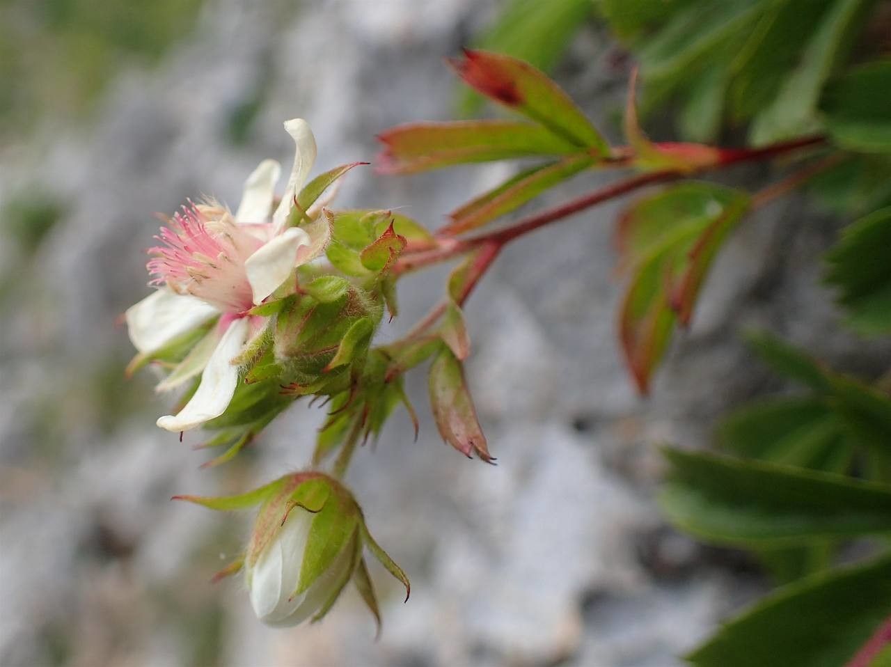 Potentilla caulescens fruit