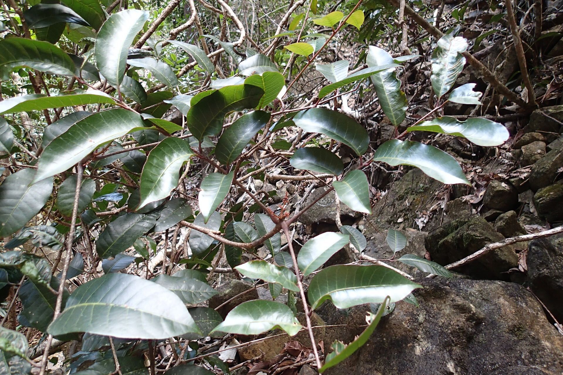 Euroschinus jaffrei leaf