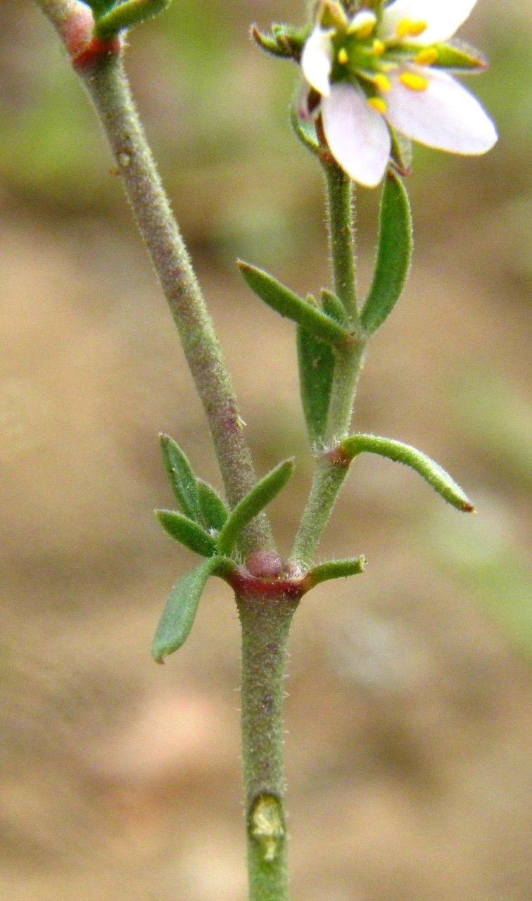 Rhodalsine geniculata bark