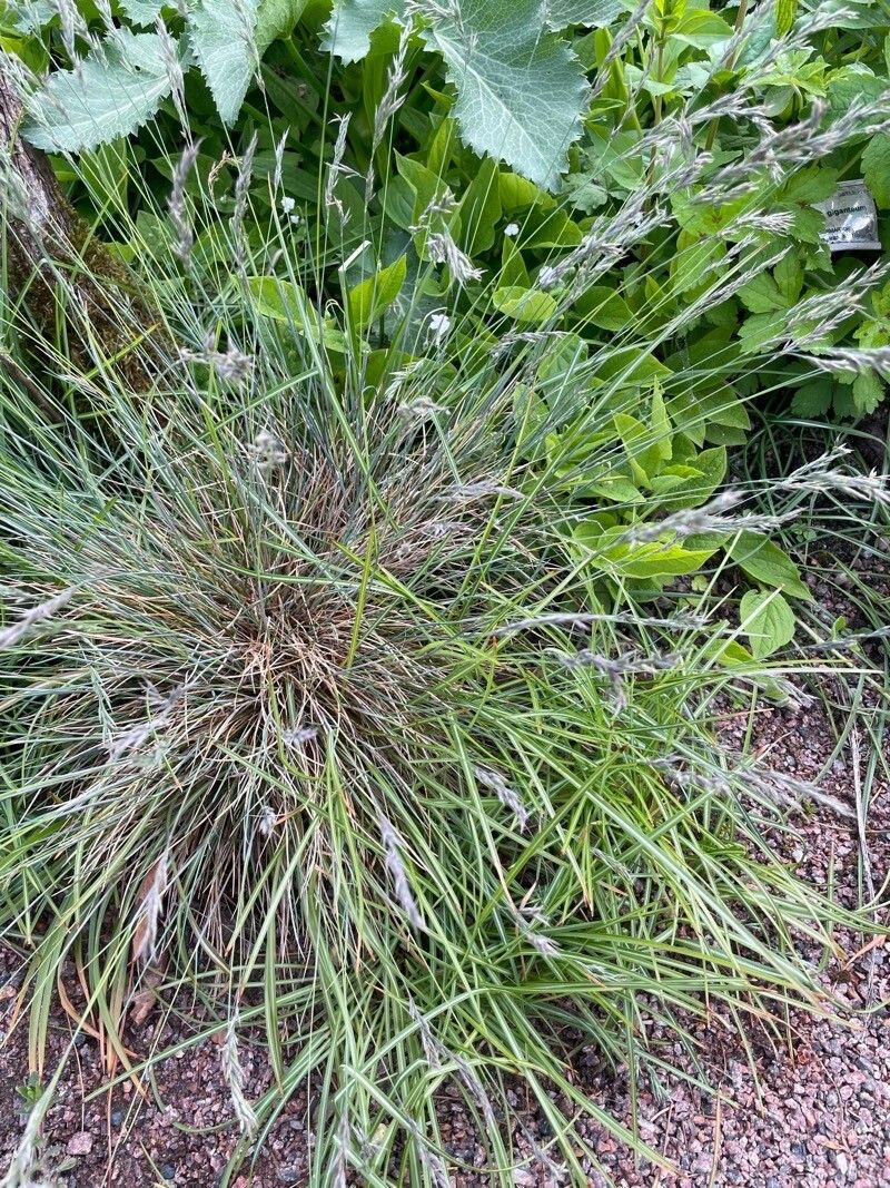 Festuca amethystina habit
