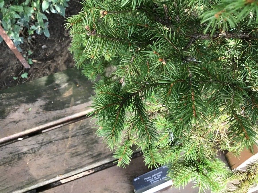 Picea jezoensis — search result for 'Picea'