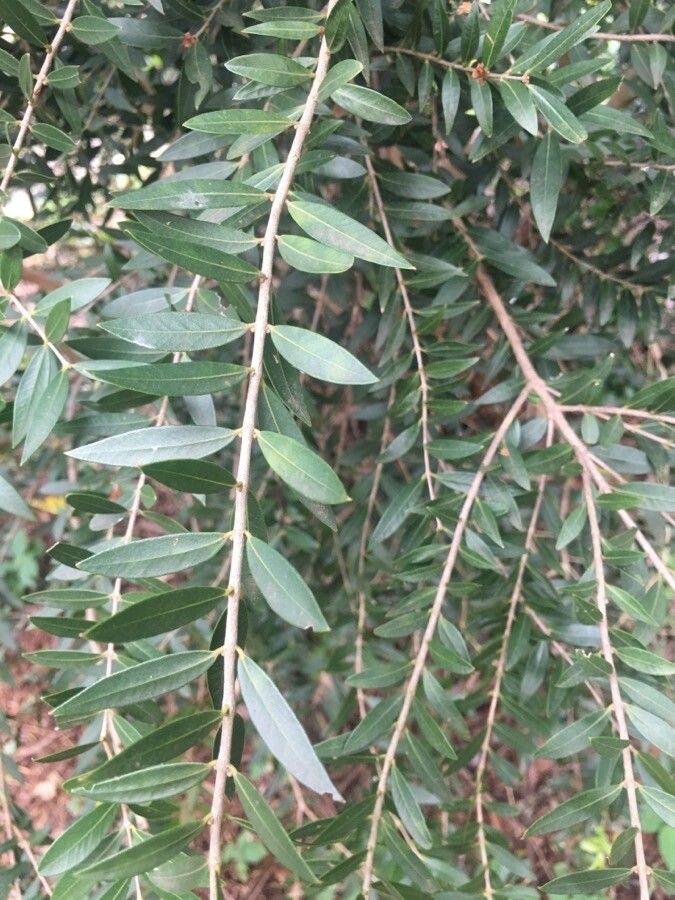 Myrciaria delicatula leaf