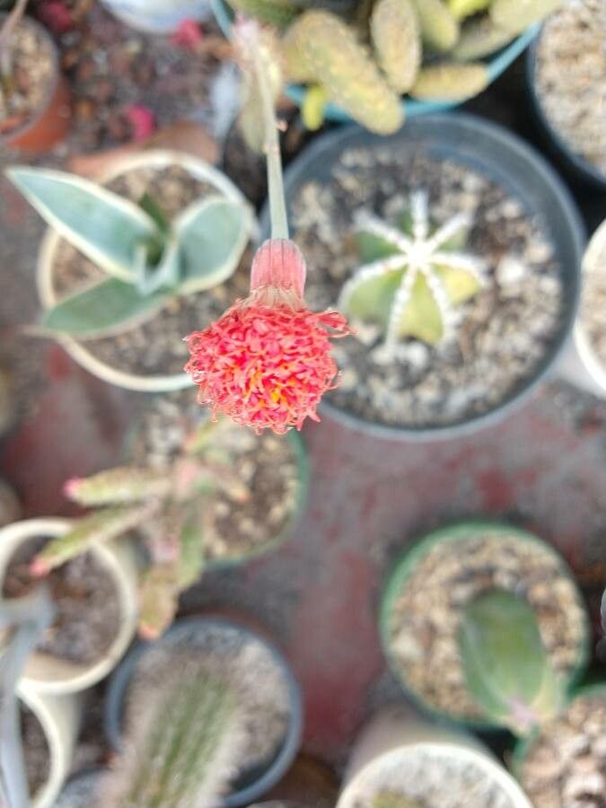 Kleinia stapeliiformis flower