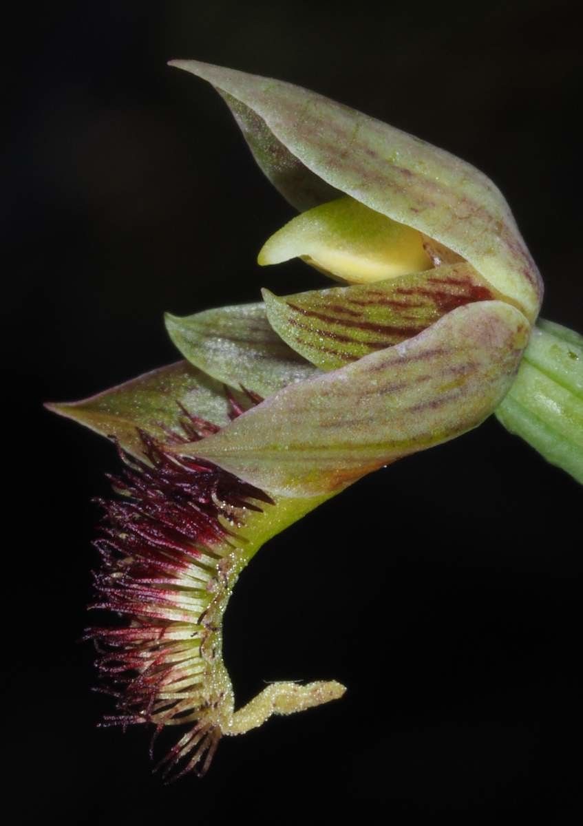 Calochilus neocaledonicus flower