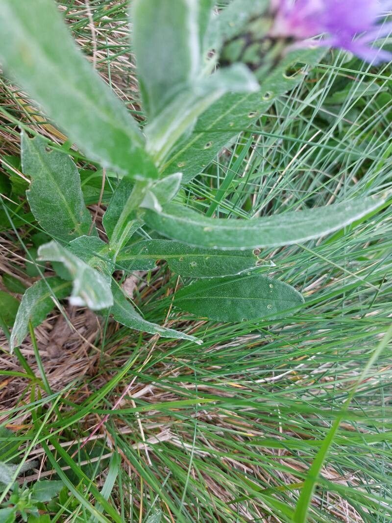 Centaurea semidecurrens leaf