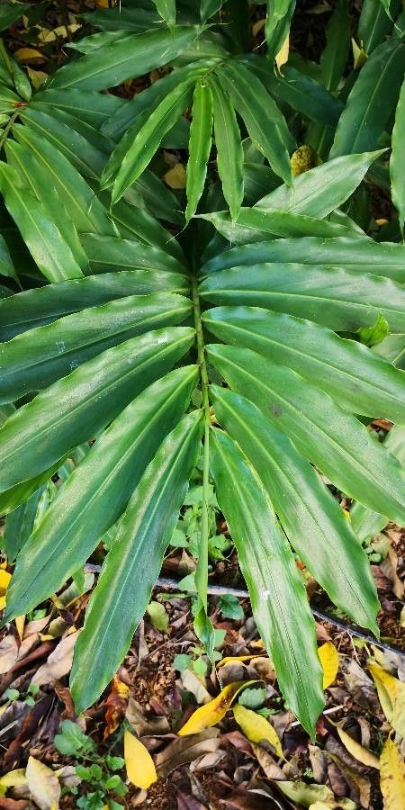 Amomum villosum leaf