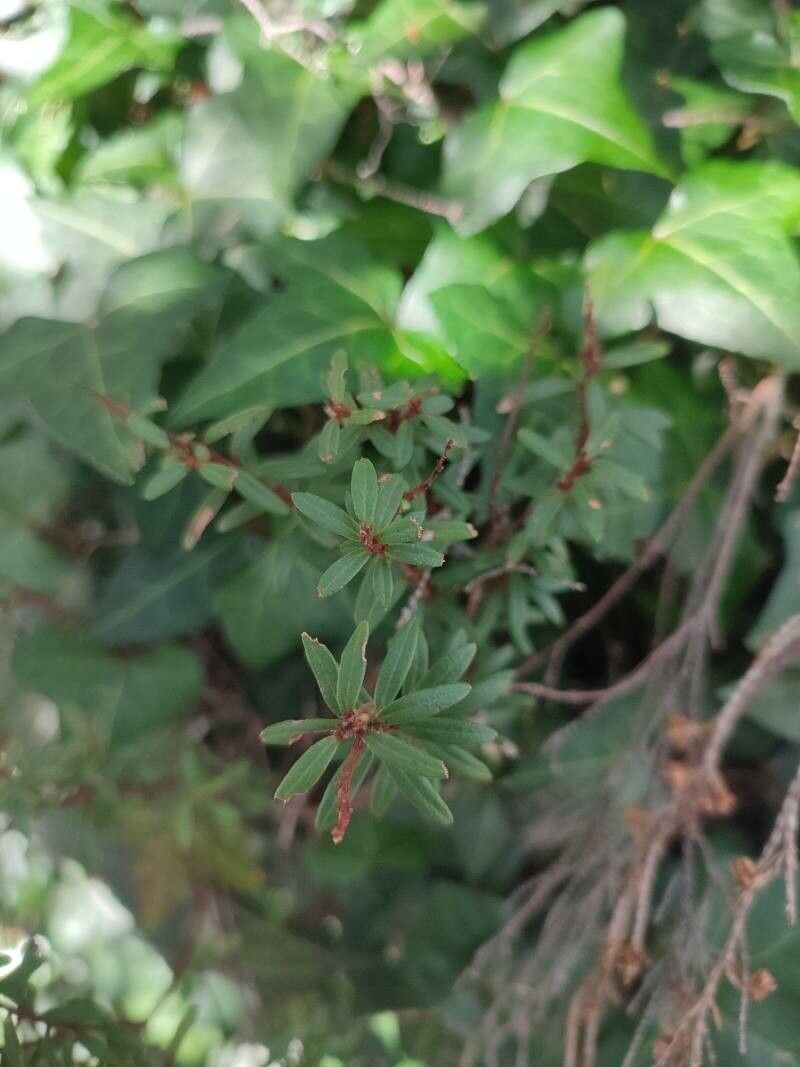 Embelia demissa — houseplant care guide