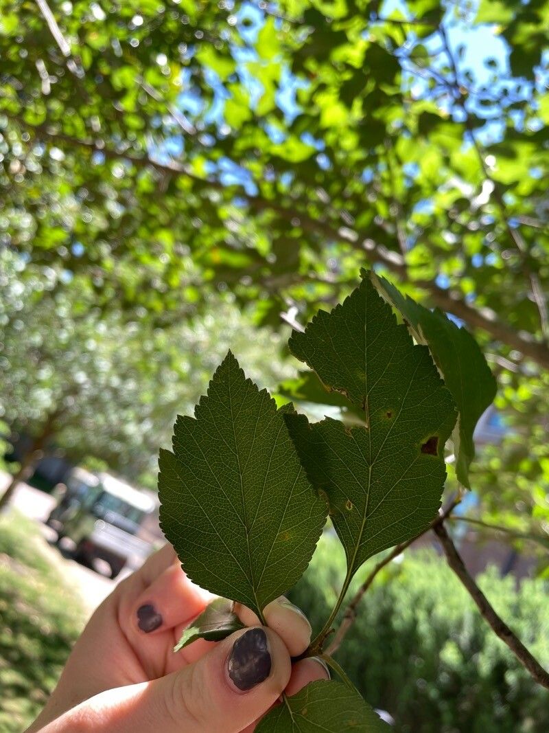 Crataegus viridis leaf