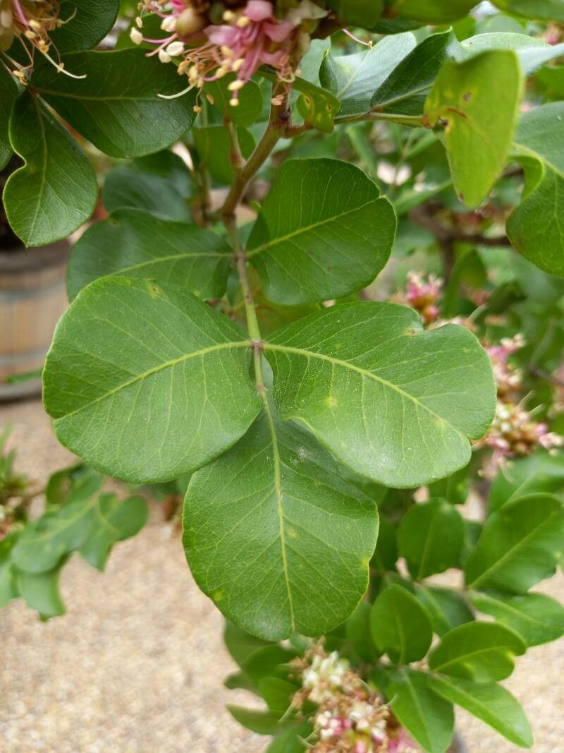 Schotia latifolia leaf