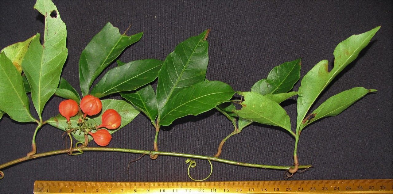 Paullinia talamancensis other